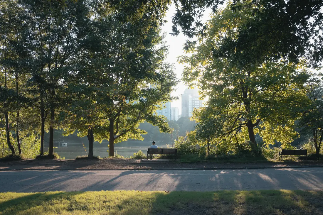 Sunlight through the trees of a lakeside park, with the city beyond